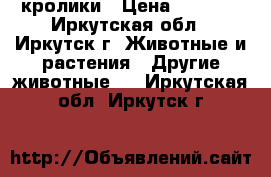 кролики › Цена ­ 1 000 - Иркутская обл., Иркутск г. Животные и растения » Другие животные   . Иркутская обл.,Иркутск г.